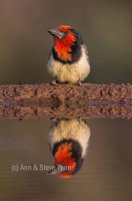Black collared barbet (Lybius torquatus), Zimanga private game reserve, KwaZulu-Natal, South Africa, May 2015