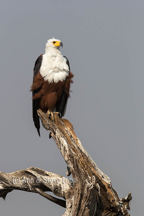 African fish eagle (Haliaeetus vocifer), Chobe National Park, Botswana, Africa, October 2014