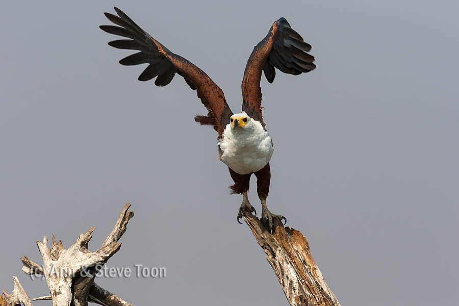 African fish eagle (Haliaeetus vocifer), Chobe National Park, Botswana, Africa, October 2014