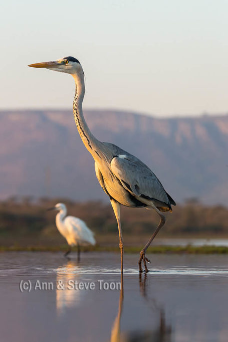 Grey heron