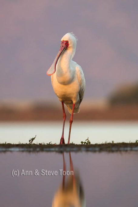 African spoonbill