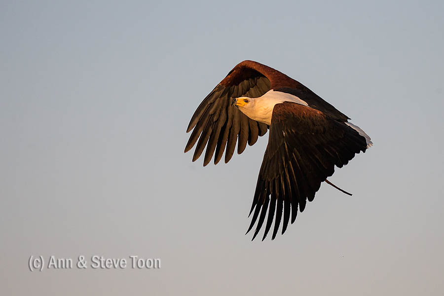 African fish eagle