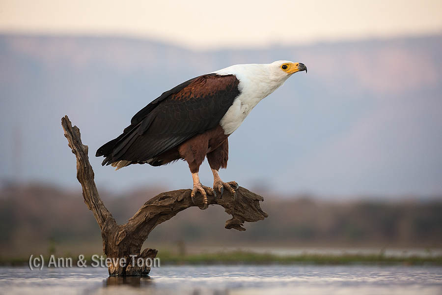 African fish eagle