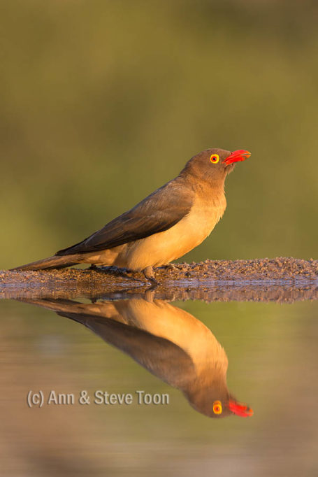 Redbilled oxpecker