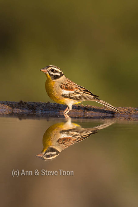 Goldenbreasted bunting