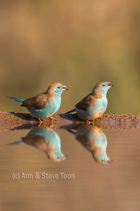Blue waxbills