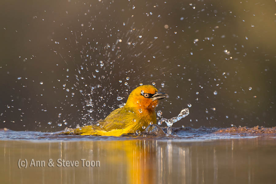 Spectacled weaver