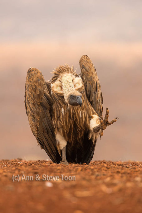 Whitebacked vulture (Gyps africanus), Zimanga private game reserve, KwaZulu-Natal, South Africa, September 2016