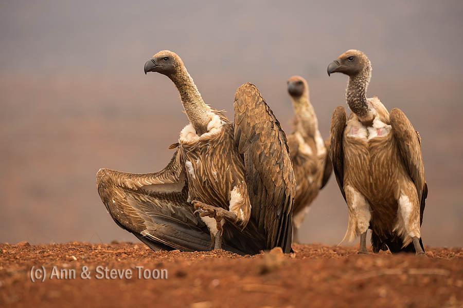 Whitebacked vultures Zimanga