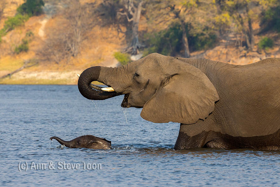African elephant mother with baby crossing river, Chobe