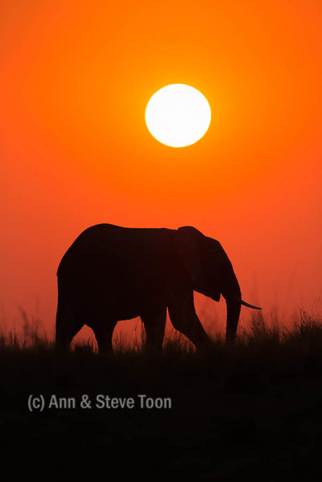 African elephant bull at sunset, Chobe river