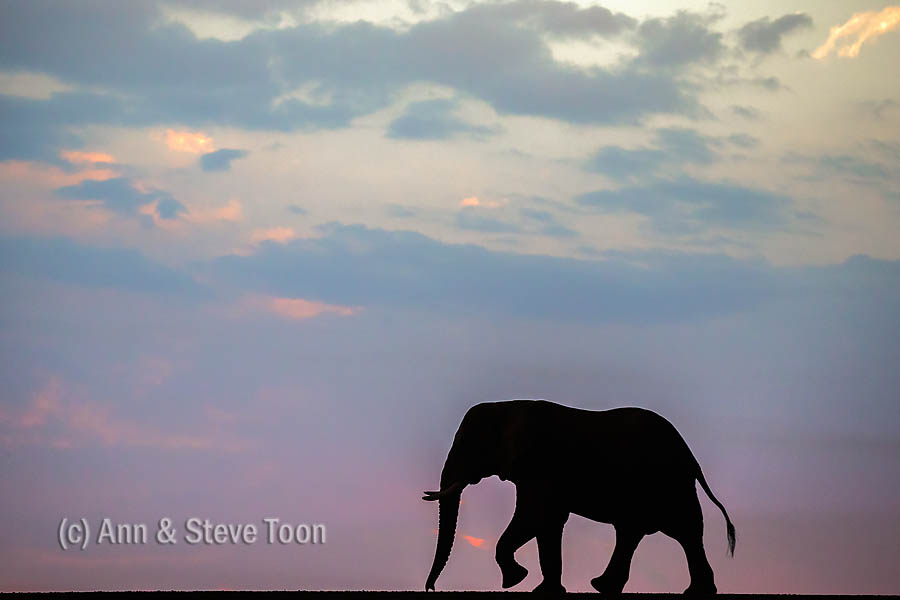 African elephant bull at dusk, Zimanga
