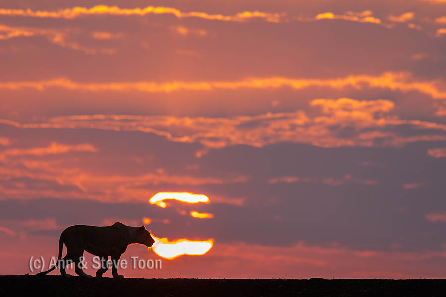 Lioness (Panthera leo) at dawn, Zimanga private game reserve, KwaZulu-Natal, South Africa, September 2016