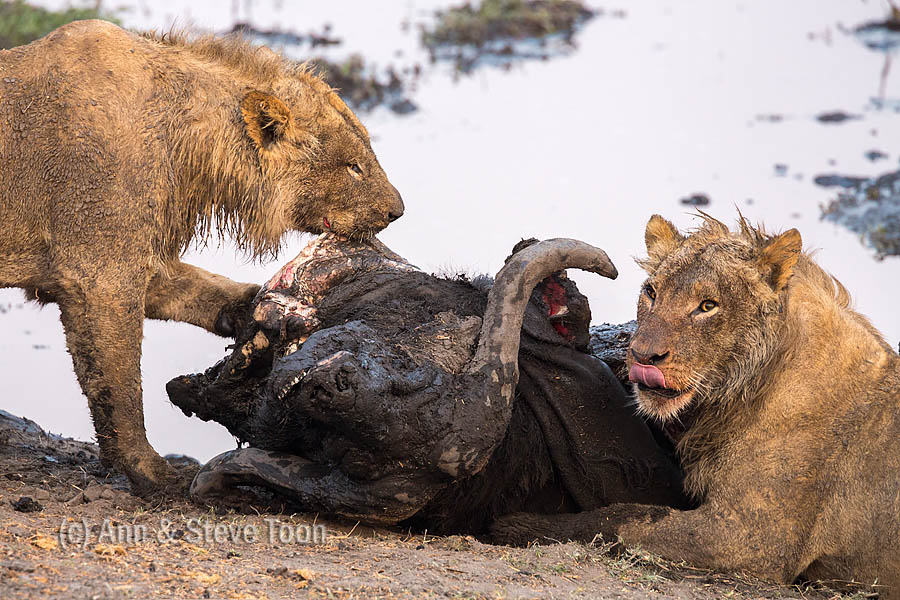 Young male lions feeding on a Cape buffalo kill, Chobe