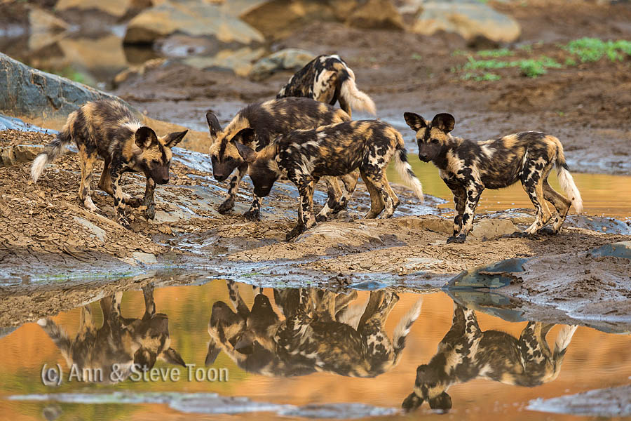 African wild dog pups