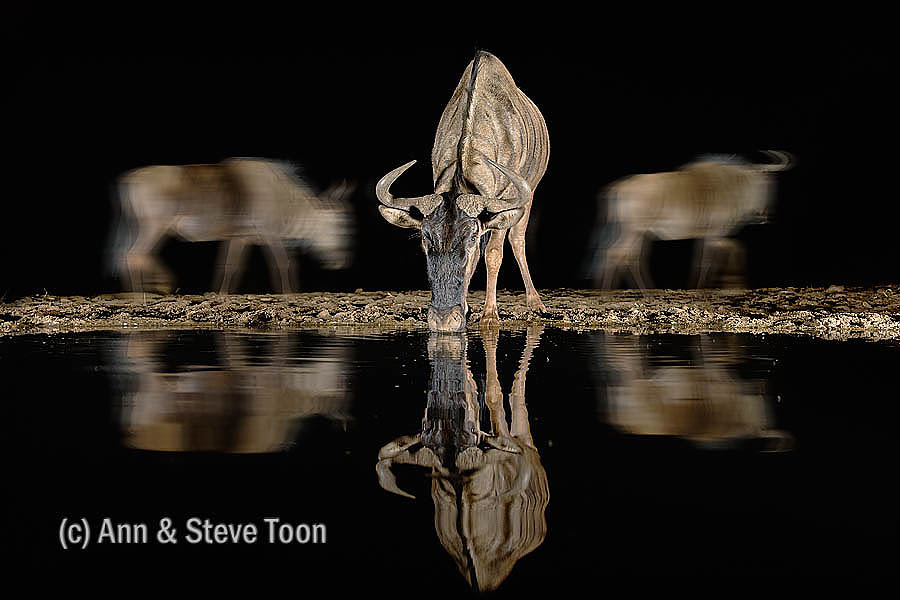 Common wildebeest at Zimanga nocturnal hide