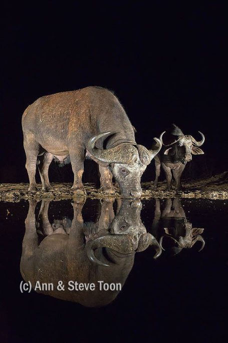 Cape buffalo at Zimanga nocturnal hide