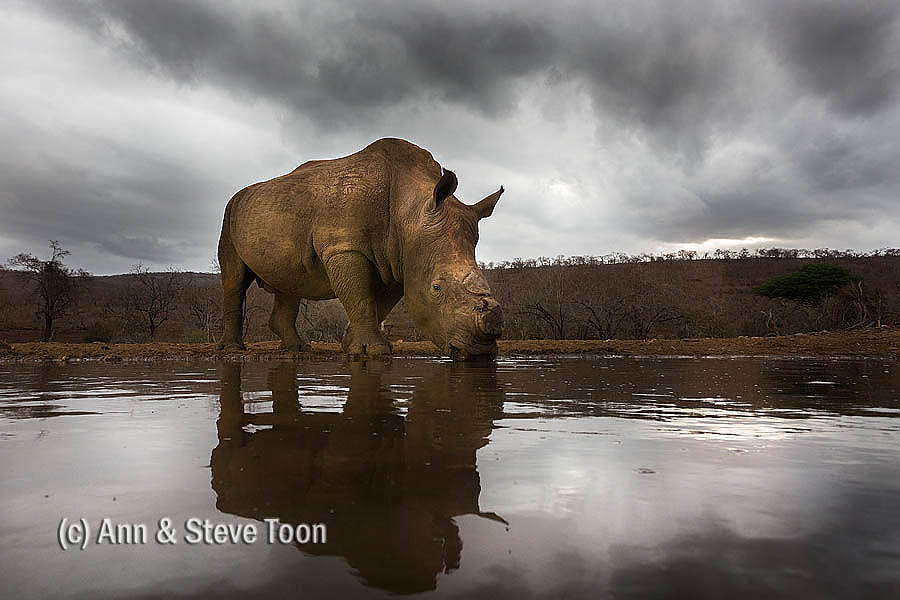 White rhino, Zimanga nocturnal hide