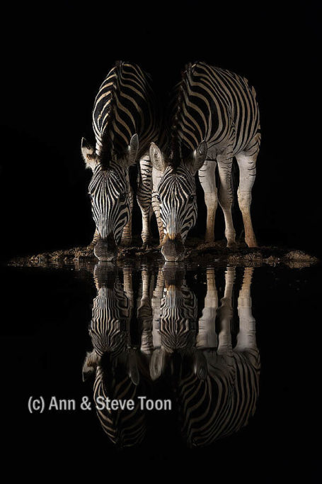 Plains zebra drinking at night, Zimanga