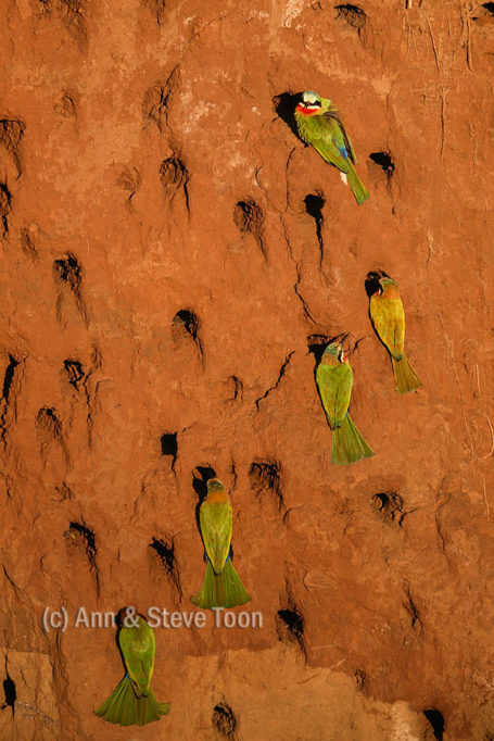 Whitefronted bee-eaters