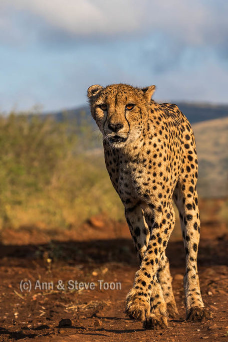 Up close and personal - photographing cheetah from on foot