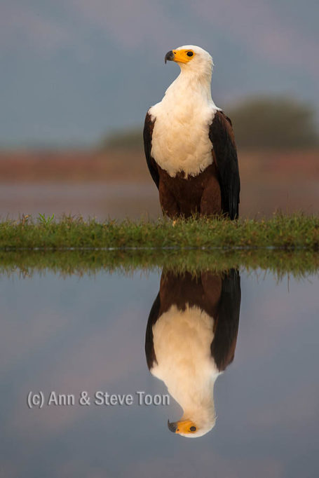 African fish eagle, Zimanga lagoon hide