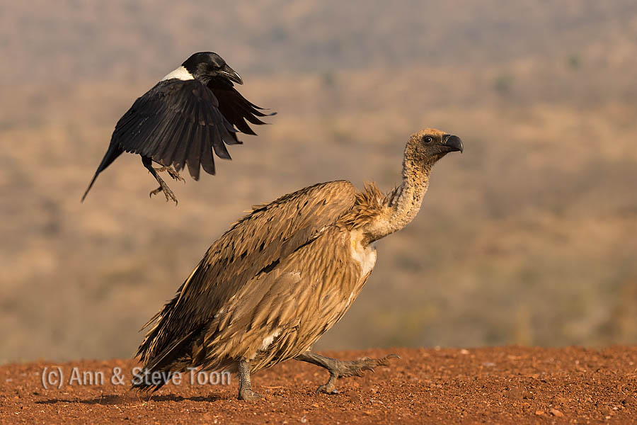 Whitebacked vulture mobbed by pied crow, Zimanga scavenger hide
