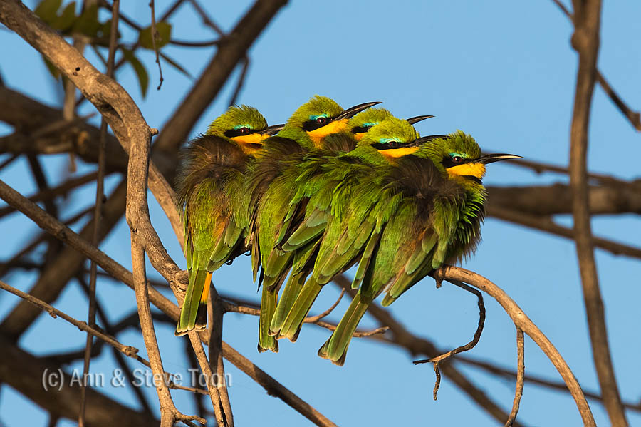Little bee-eaters basking on a cold morning, Chobe river