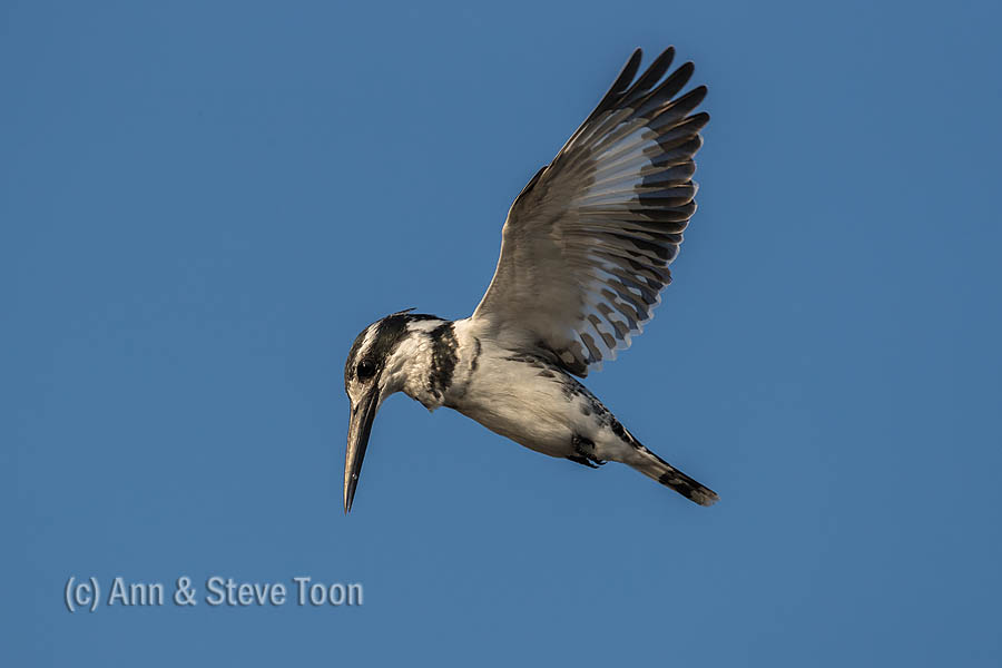 Pied kingfisher, Chobe river