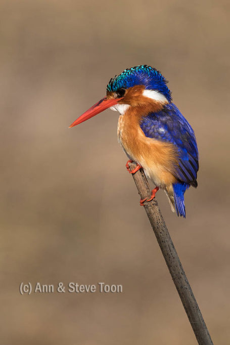 Malachite kingfisher Chobe river
