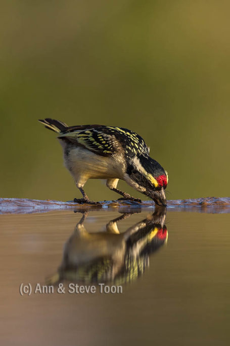 Acacia pied barbet, Zimanga reflection hide