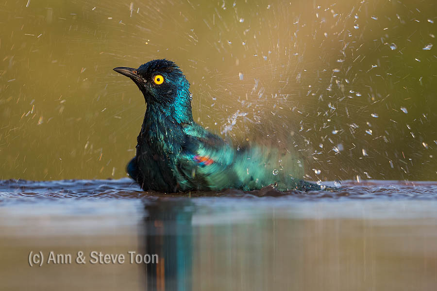 Cape glossy starling bathing, Zimanga reflection hide