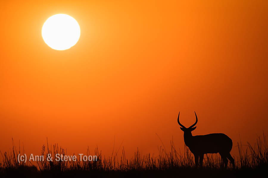 Red lechwe male at sunset, Chobe