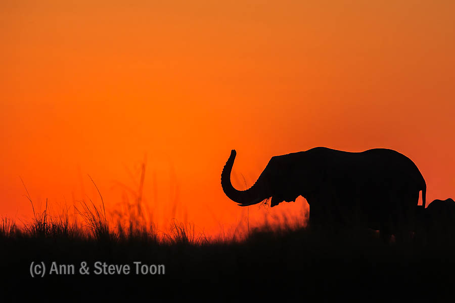 Elephant at sunset, Chobe