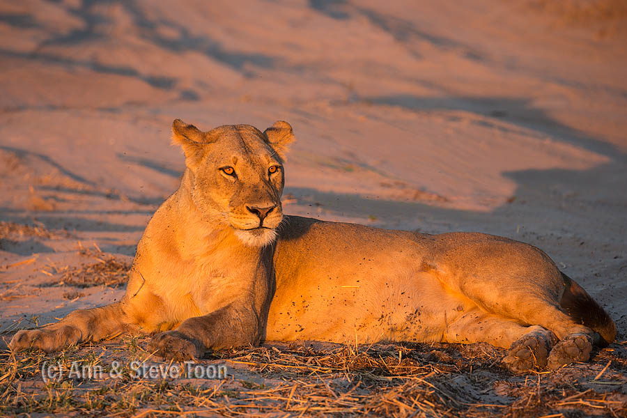 Lioness, Chobe national park