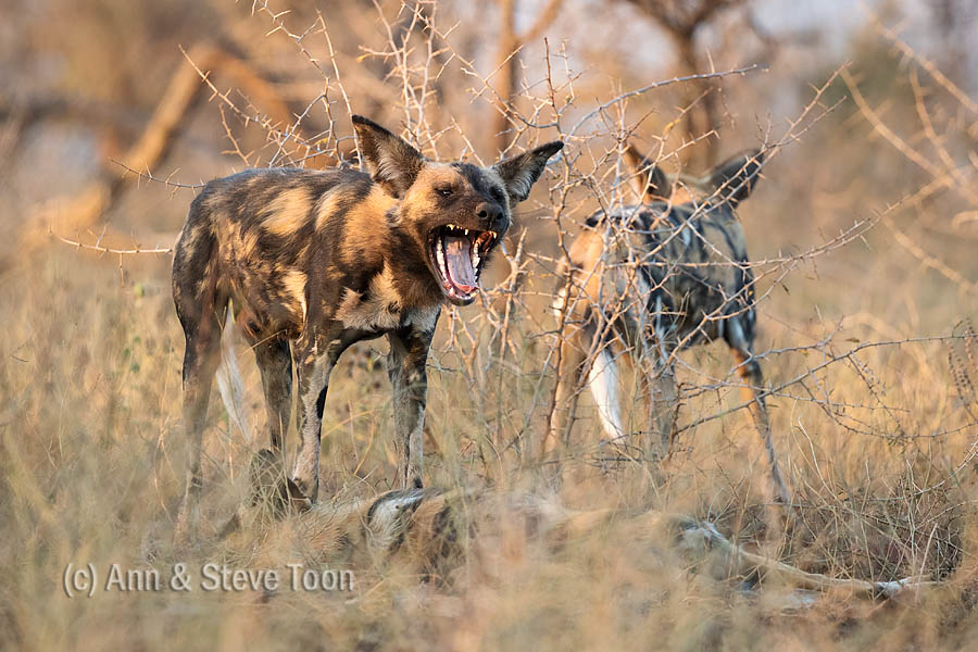 African wild dog, Zimanga