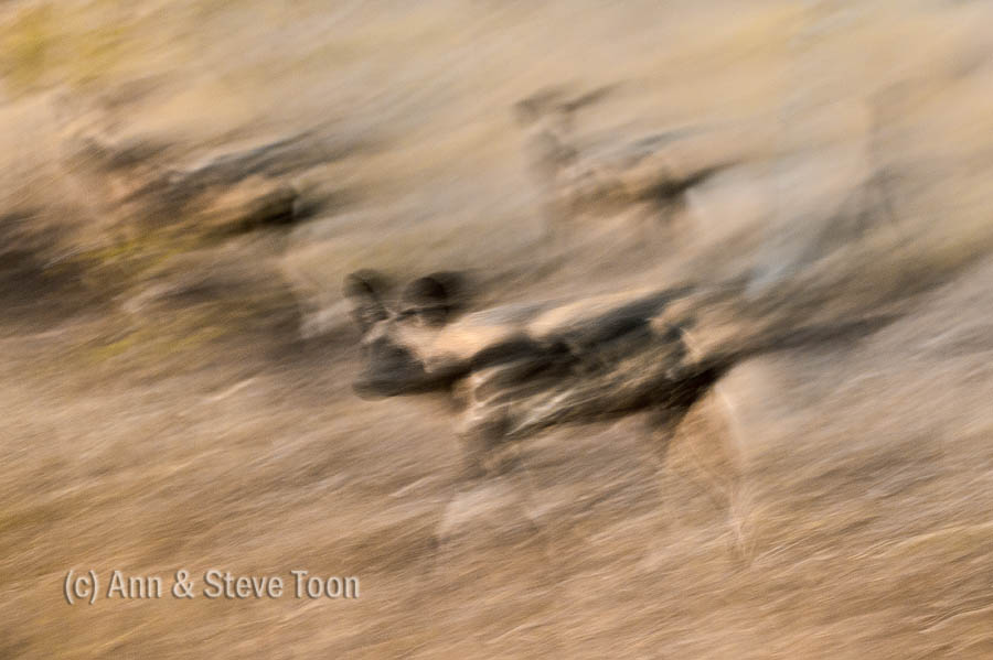 African wild dog, Zimang