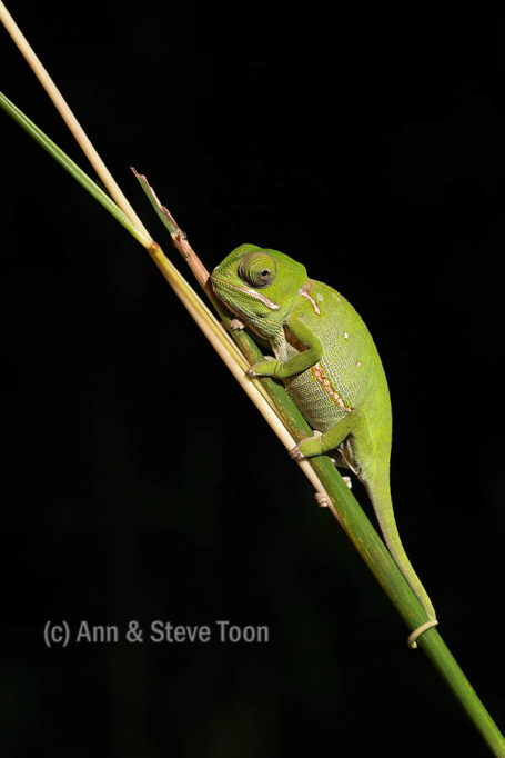 Flap-necked chameleon