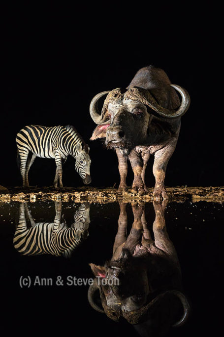 Cape buffalo and plains zebra, nocturnal hide, Zimanga
