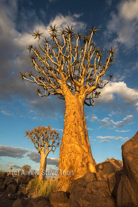 Quiver tree