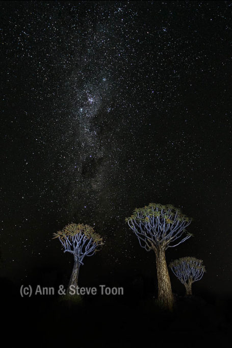 Quiver trees under the Milky Way