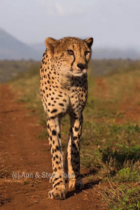 Cheetah, Zimanga