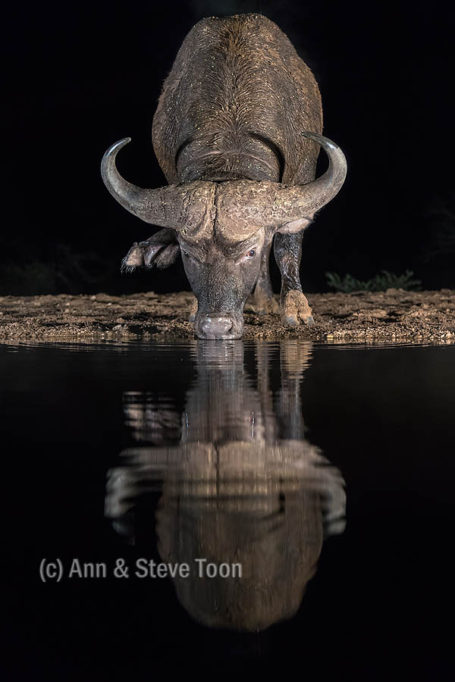 Cape buffalo drinking at Zimanga night hide
