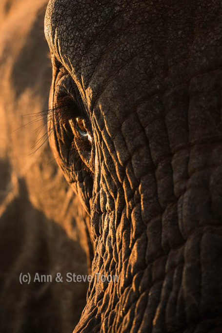 Bull elephant, Zimanga