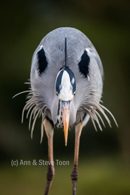 Grey heron at lagoon hide