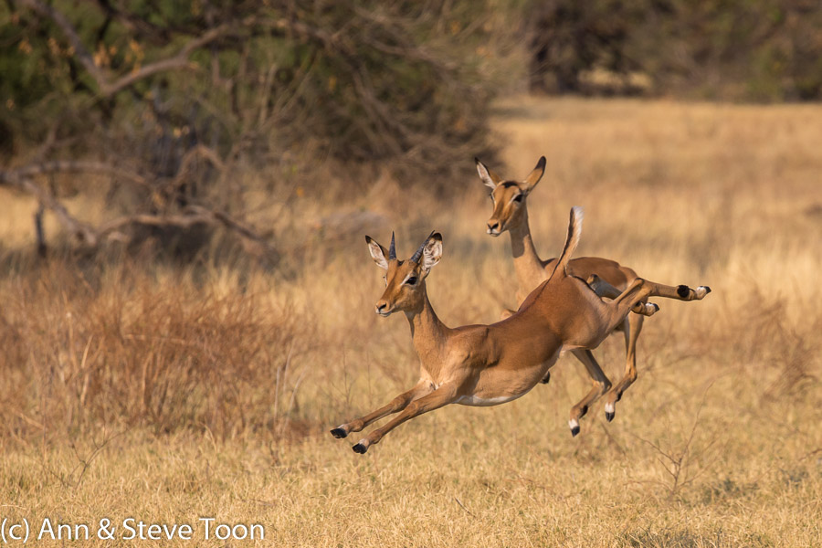 Impala leaping