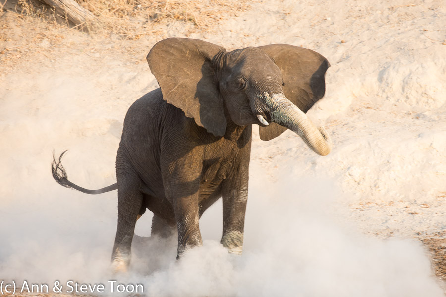 African elephant in dust