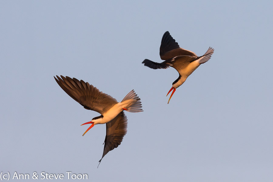 African skimmer courtship