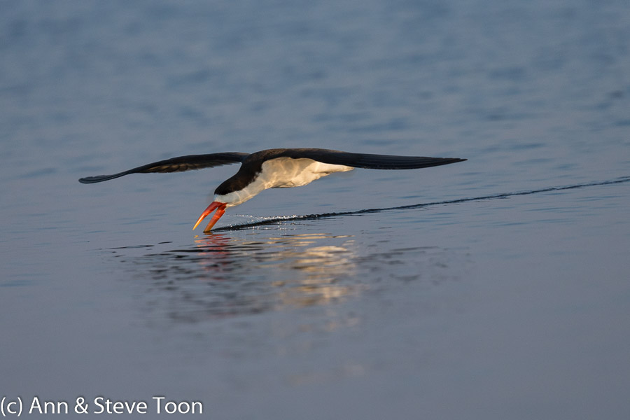 African skimmer skimming