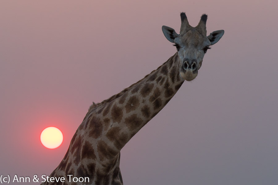Giraffe at sunset